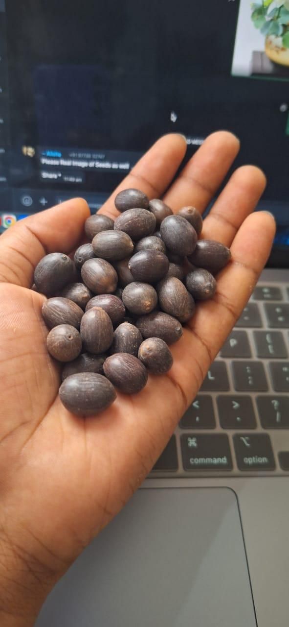 Bonsai Lotus Flower Seeds - VAYARA