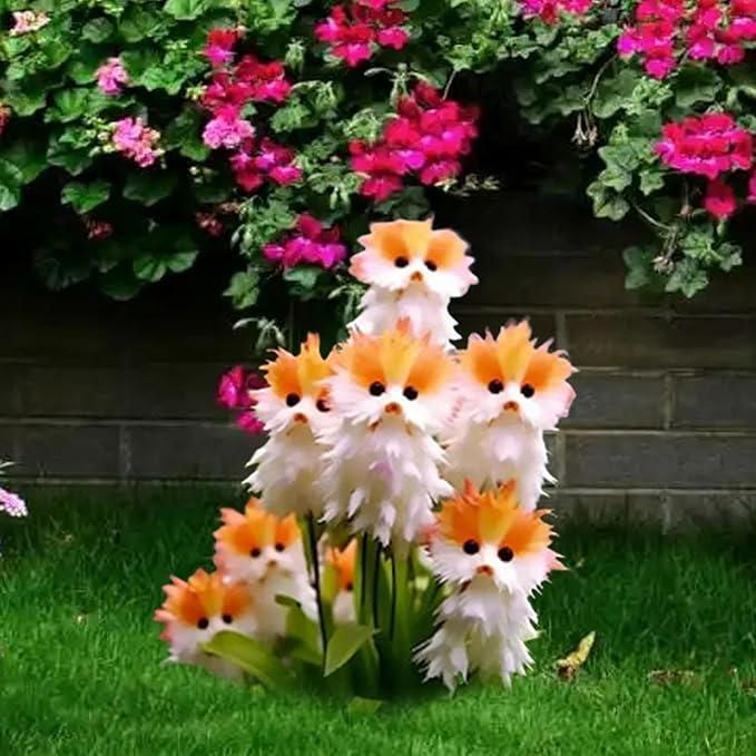 Cat Eye Dazzle Seeds and Free Organic Pot Mix 100 Grams - VAYARA