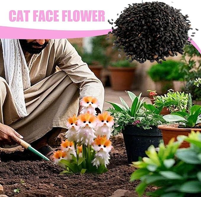 Cat Eye Dazzle Seeds and Free Organic Pot Mix 100 Grams - VAYARA