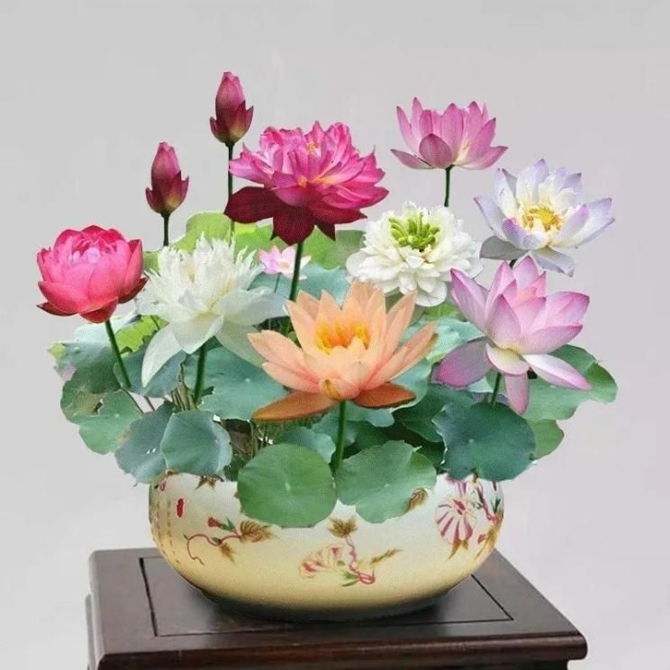 Bonsai Lotus Flower Seeds - VAYARA