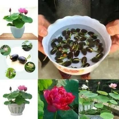 Bonsai Lotus Flower Seeds - VAYARA