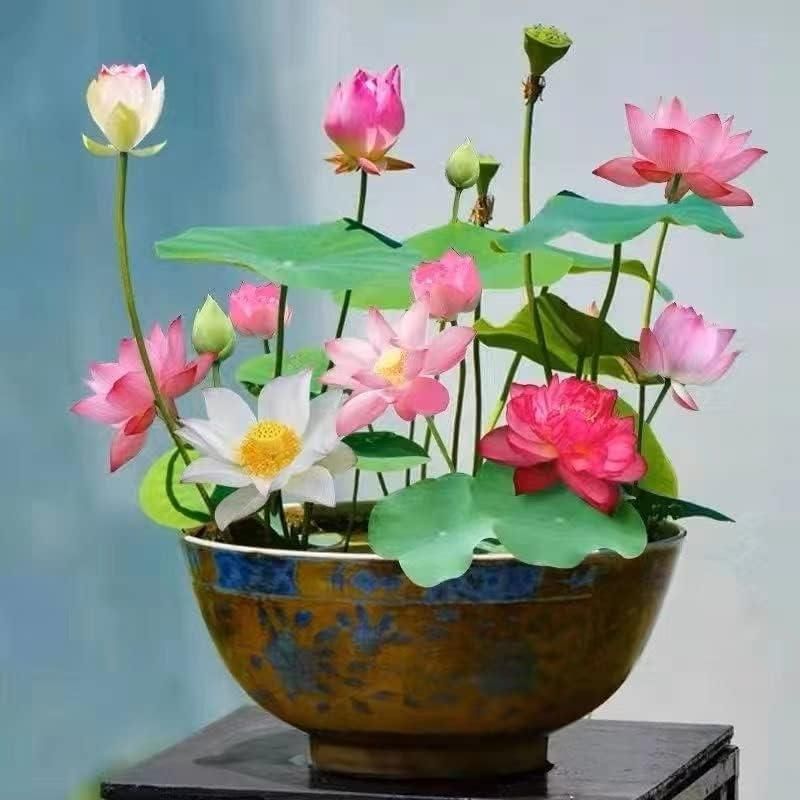 Bonsai Lotus Flower Seeds - VAYARA